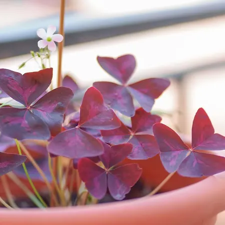 Oda ve Kahvaltı Fortyfourbandb 3*